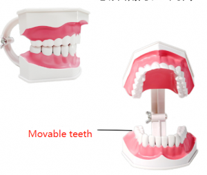 2 Times Large Teeth Teaching Model Advanced General Configuration and Basic Configuration of Dental Medicine Model