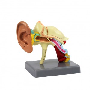 Factory direct selling teaching tool display model human ear anatomy model 22 parts for medical use