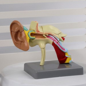 Factory direct selling teaching tool display model human ear anatomy model 22 parts for medical use