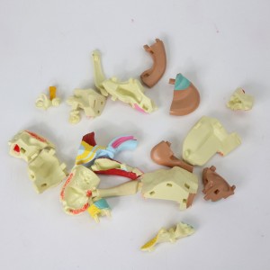 Factory direct selling teaching tool display model human ear anatomy model 22 parts for medical use