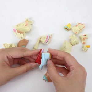 Factory direct selling teaching tool display model human ear anatomy model 22 parts for medical use