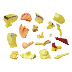 Factory direct selling teaching tool display model human ear anatomy model 22 parts for medical use