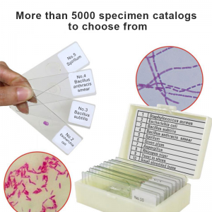 50-Zigawo Zophunzitsira Zothandizira Zamankhwala Sayansi Yazachipatala Yophunzira Zoology Parasitology Kukonzekera Masilayidi Azachipatala a Microscopy