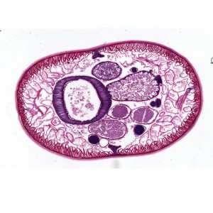 50-Slice Teaching Resources Medical Sciences Undergraduate Study Zoology Parasitology Preparing for Microscopy Medical Slides