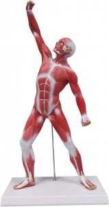 Žmogaus anatomijos raumenų modelis, 50 cm miniatiūrinis raumenų sistemos modelis, idealus paviršinės struktūros atvaizdavimo ir vizualizavimo modelis