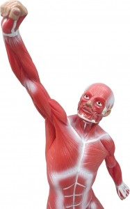 Modelo de músculo de anatomía humana, modelo de sistema muscular en miniatura de 50 cm, modelo ideal de visualización y visualización de estructura superficial