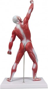 Mënschlechen Anatomie Muskelmodell, 50cm Miniatur Muskelsystemmodell, Ideal Display & Visualiséierungsmodell vun der iwwerflächlecher Struktur