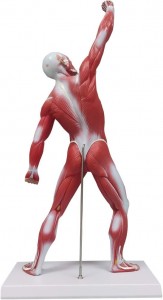 Human Anatomy Muscle Model, 50cm Miniature Muscular System Model, Ideal Displaying & Visualizing Model of Superficial Structure