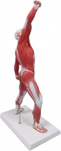 Human Anatomy Muscle Model, 50 cm miniatyr muskelsystemmodell, idealisk visnings- och visualiseringsmodell av ytlig struktur