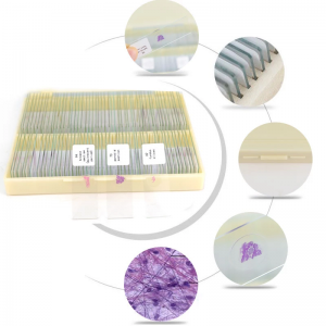 50pcs Biologi Mikrobiologi Disiapkeun Slides disetél pikeun Sumberdaya Pangajaran sarta Alat Atikan