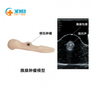 Endoscopic Ultrasound Training Phantom EUS Gross Model, Digestive Tract Endoscopy Simulation Training Phantom