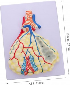 Medical teaching with human respiratory system human alveolar enlargement model