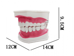 2 Times Large Teeth Teaching Model Advanced General Configuration and Basic Configuration of Dental Medicine Model