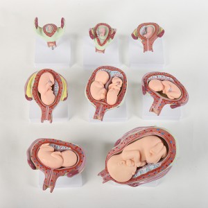 Medical science Schools and hospitals Education Biological models Medical teaching Human fetal development models