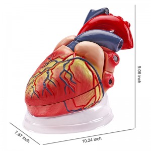 Medical Cardiology Anatomy Teaching Model Color Human Heart Model 5 Times 3 Parts with Transparent Base