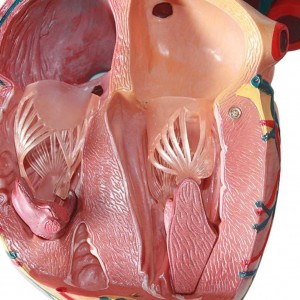 Medical Cardiology Anatomy Teaching Model Color Human Heart Model 5 Times 3 Parts with Transparent Base