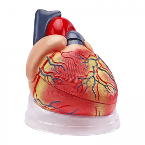 Medical Cardiology Anatomy Teaching Model Color Human Heart Model 5 Times 3 Parts with Transparent Base