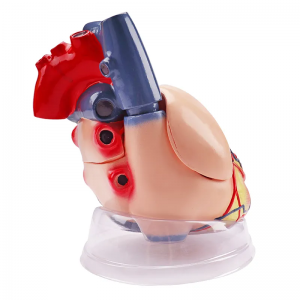 Medical Cardiology Anatomy Teaching Model Color Human Heart Model 5 Times 3 Parts with Transparent Base