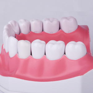 2 Times Large Teeth Teaching Model Advanced General Configuration and Basic Configuration of Dental Medicine Model