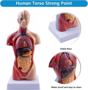 Model de trunchi medical de corp uman de 28 cm Păpușă de anatomie 15 părți detașabile Organe educaționale Predare învățare clasă model student