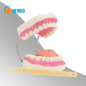 Medical Science 6X ingrandimentu dentale orale cù mudellu di lingua Insegnamentu di materiali dentali Consumabili dentali equipaghji di dentiera