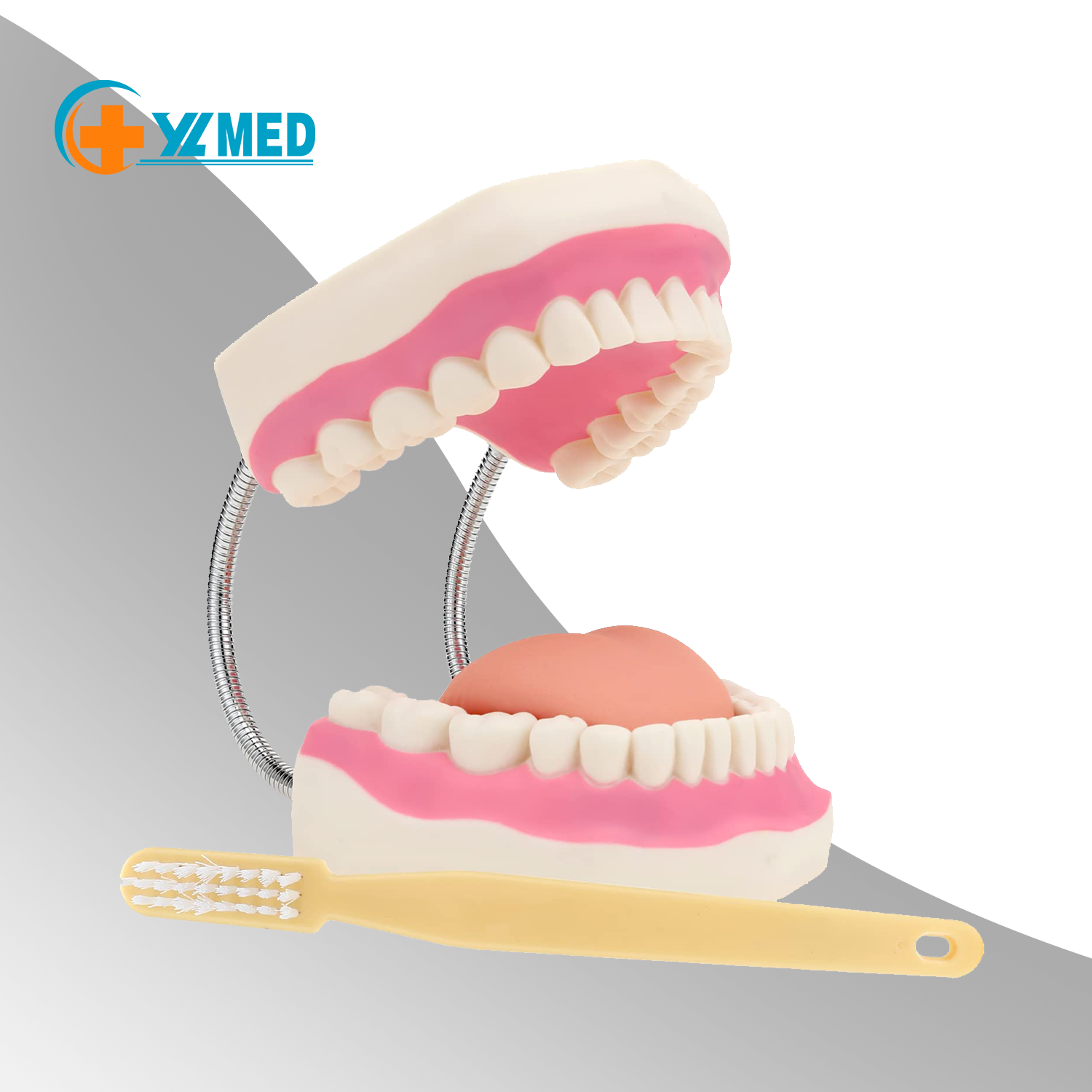 Medical Science 6X magnification qhov ncauj hniav nrog tus nplaig qauv Qhia cov ntaub ntawv kho hniav Dental consumables hniav hniav khoom