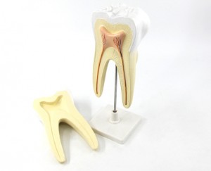 Human molars anatomy model, kindergarten teeth teaching AIDS, large teeth model with base