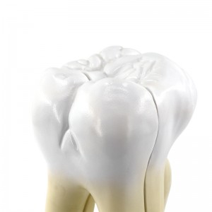 Human molars anatomy model, kindergarten teeth teaching AIDS, large teeth model with base