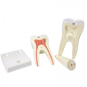 Human molars anatomy model, kindergarten teeth teaching AIDS, large teeth model with base