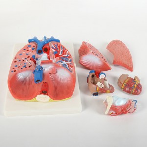 Medical science biological model Larynx cardiopulmonary model Anatomical model for students to learn