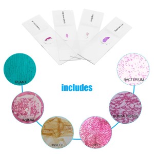 Factory medical teaching biology tissue section histology preparation specimen microscope slide