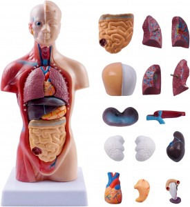 גוף אדם 28 ס"מ דגם תא מטען רפואי בובת אנטומיה 15 חלקים ניתנים להסרה איברי חינוך הוראה למידה כיתה מודל תלמיד