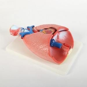 Modelo biológico de ciências médicas Modelo cardiopulmonar de laringe Modelo anatômico para os alunos aprenderem