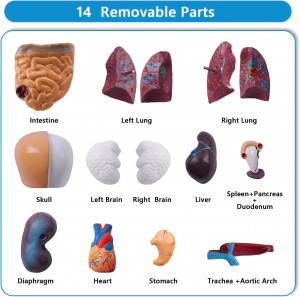 Human body 28cm medical trunk model Anatomy doll 15 detachable parts Education organs Teaching learning class student model