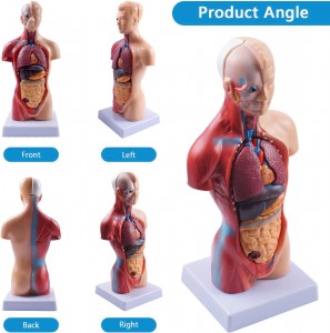 Modelo de tronco médico de cuerpo humano de 28 cm, muñeca de anatomía, 15 partes desmontables, órganos educativos, modelo de estudiante de clase de aprendizaje