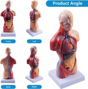 मानव शरीर 28 सेमी मेडिकल ट्रंक मोडेल एनाटॉमी पुतली 15 छुट्याउन सकिने भागहरू शिक्षा अंगहरू शिक्षण सिकाइ कक्षा विद्यार्थी मोडेल