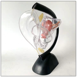 Female anatomical model Reproductive system anatomical model transparent structure visible uterus model