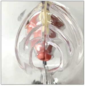 Female anatomical model Reproductive system anatomical model transparent structure visible uterus model