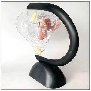 Female anatomical model Reproductive system anatomical model transparent structure visible uterus model
