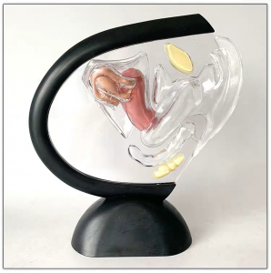 Female anatomical model Reproductive system anatomical model transparent structure visible uterus model