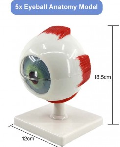 Medical Science Human Anatomical Simulation Eyeball Structural eye anatomical model 3 times larger 6 part eye anatomy model