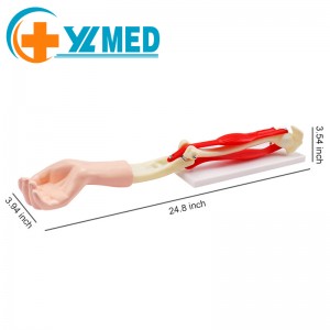 Medical science elbow joint movement model can be used in school biology teaching equipment body elbow joint structure detail