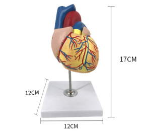 Lääketieteellinen malli 1:1 Human Heart Model Anatomical lääketieteen korkeakouluopiskelijoille ja sairaalalle