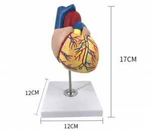 Medicina scienca modelo 1:1 Homa Kora Modelo Anatomia por Medicinaj kolegiostudantoj kaj hospitalo