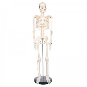 85 cm beweegbare miniatuur menslike skeletmodel vir onderrig