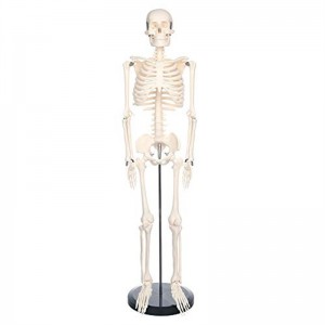 85cm liigutatav miniatuurne inimskeleti mudel õpetamiseks