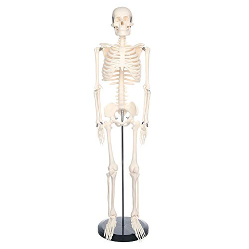 85cm movable miniature human skeleton model for teaching (1)