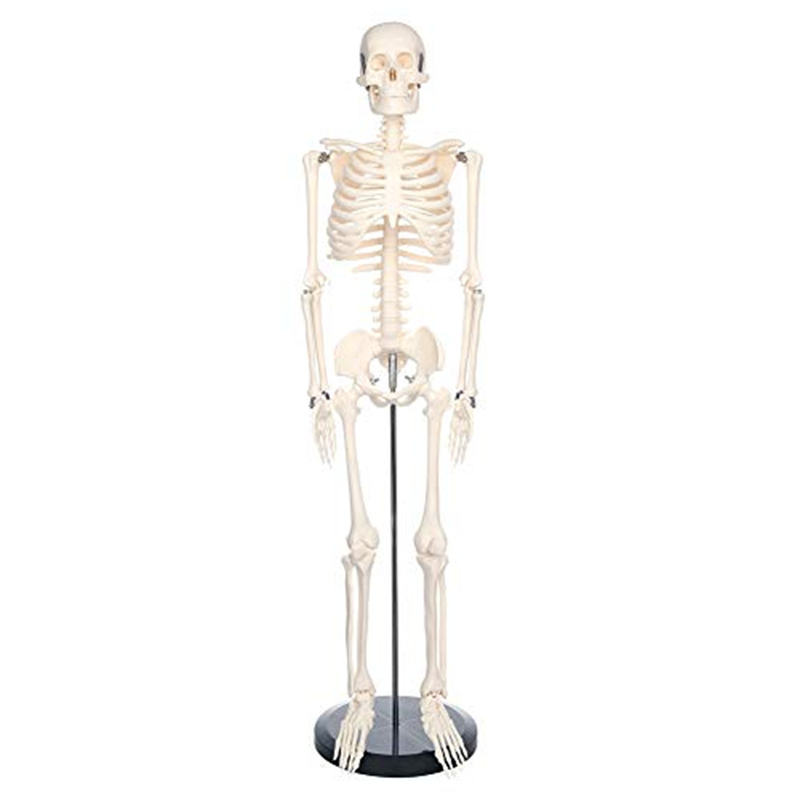 85cm movable miniature human skeleton model for teaching