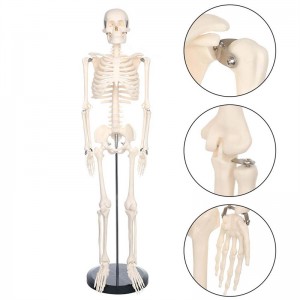 Κινητό μικροσκοπικό μοντέλο ανθρώπινου σκελετού 85 cm για διδασκαλία