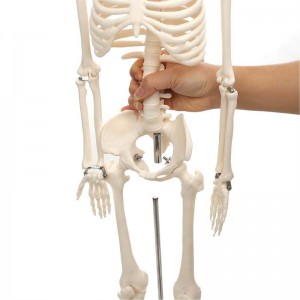 85cm movable miniature human skeleton model para sa pagtuturo